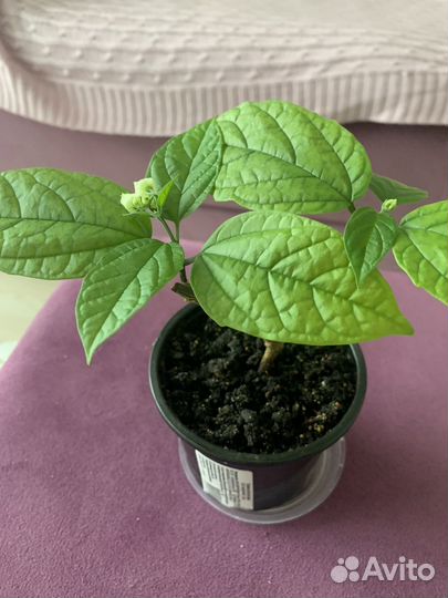 Комнатный цветок Клеродендрум