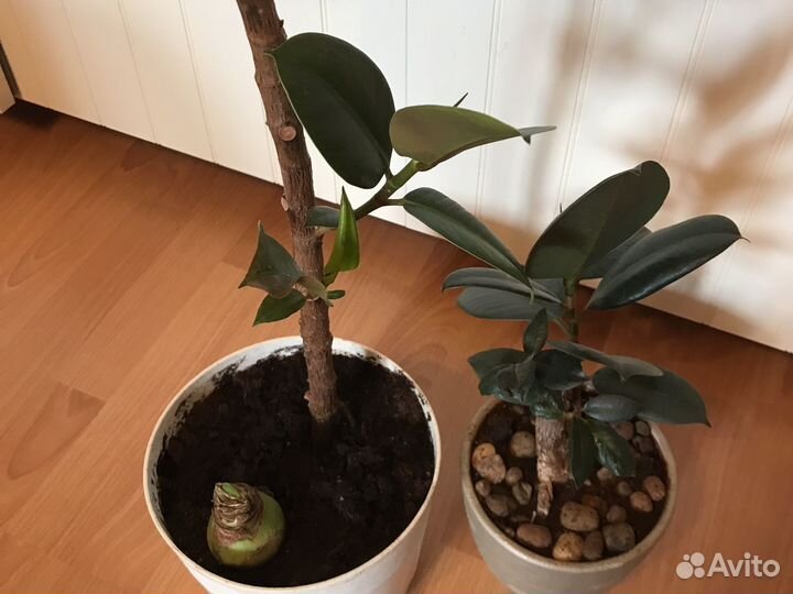 Фикус бенджамина, каучуконосный большой