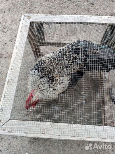 Петух прошлого года