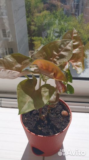 Сингониумы срезы