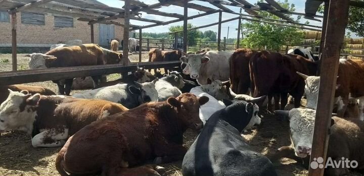 Бычки мясного направления