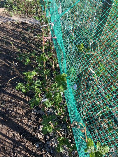 Саженцы желтой малины