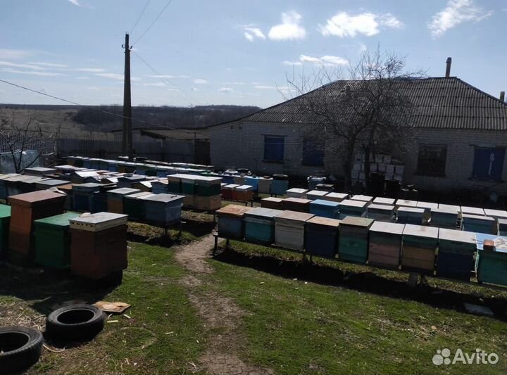 Продам пчелосемьи