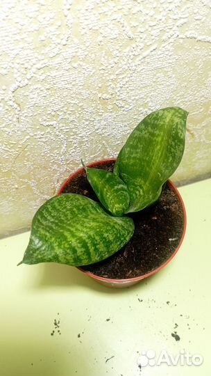 Сансевиерия Тайгер стар