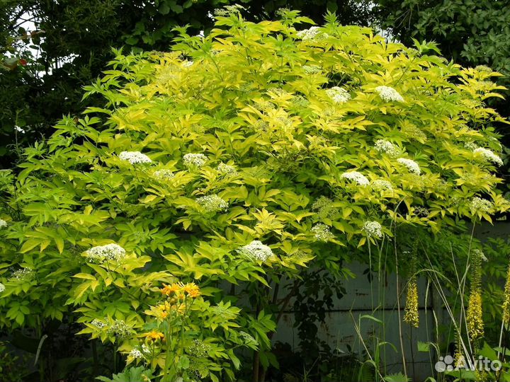 Бузина черная