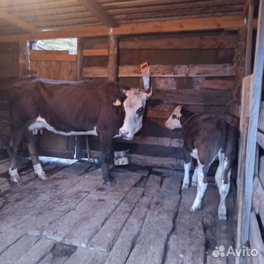 Корова дойная