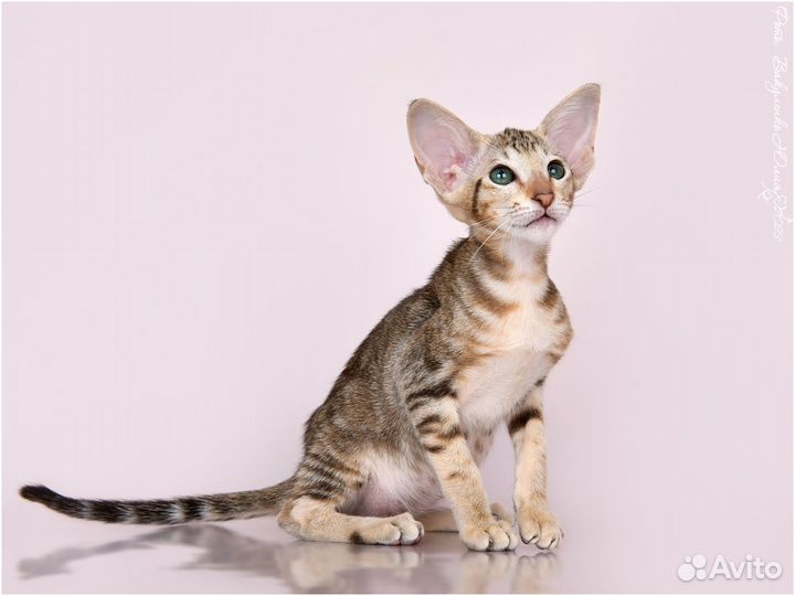 Ориентальная кошка супер окрас в лююимцы