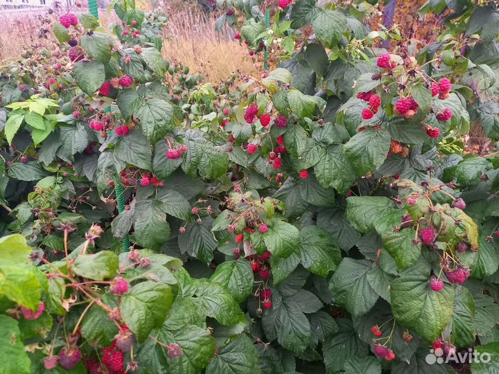 Малина ягода