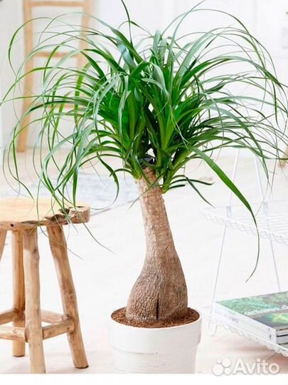 Бокарнея нолина