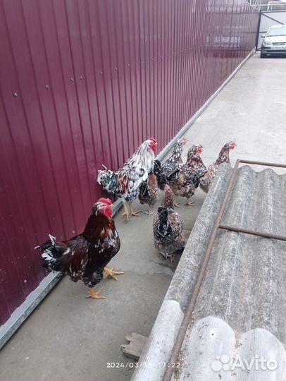 Инкубационное яйцо ливенских ситцевых кур