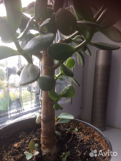 Толстянка денежное дерево