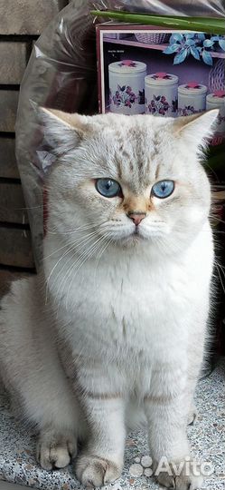 Британский кот на вязку