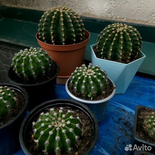Эхинопсис Эрье (Echinopsis eyriesii)