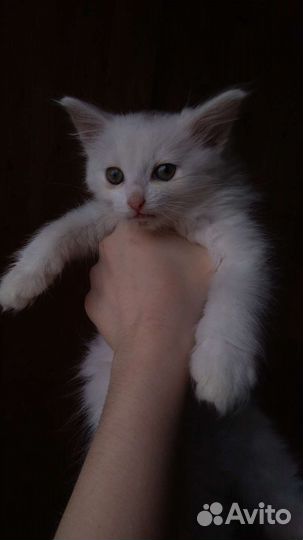 Котята ангоры