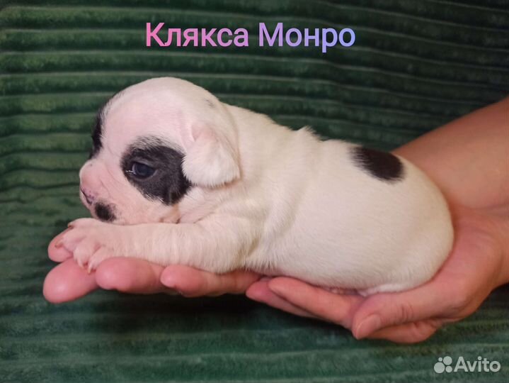 Французский бульдог щенки чёрно-белые
