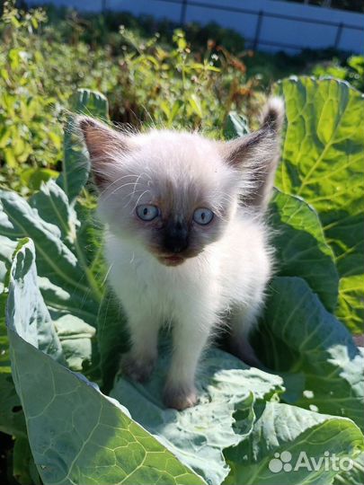 Ищем дом для котенка