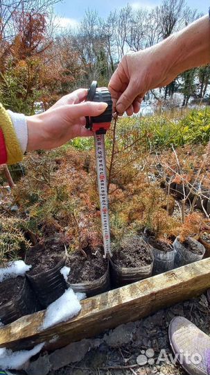 Криптомерия японская (видовая)