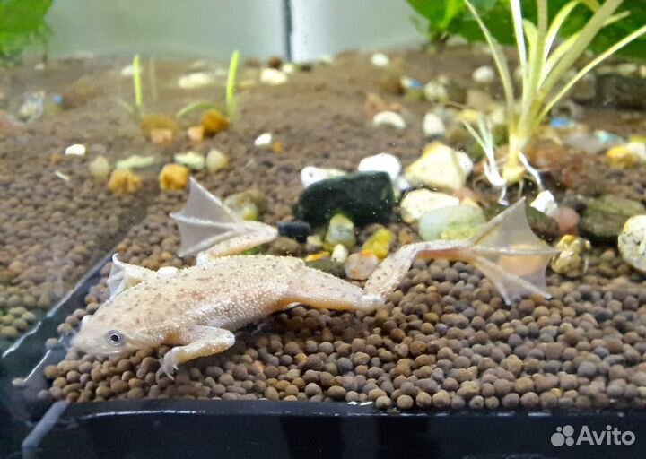 Аквариумные рыбки