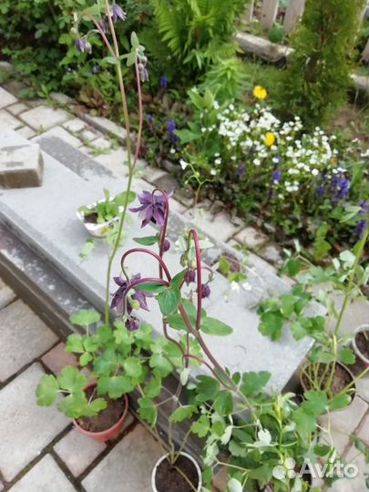 Аквилегия, многолетний цветок