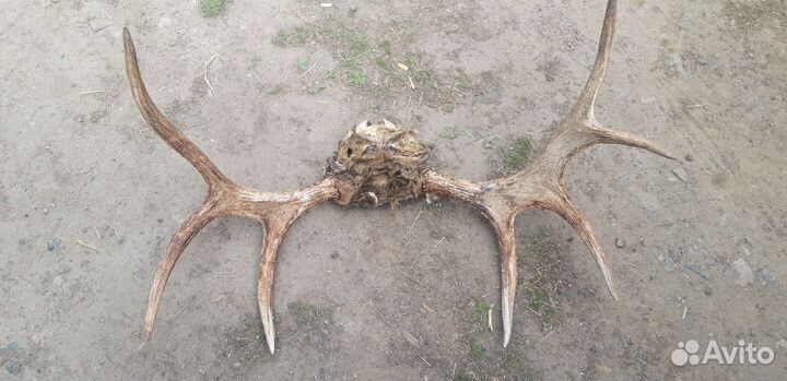 Лосиные рога