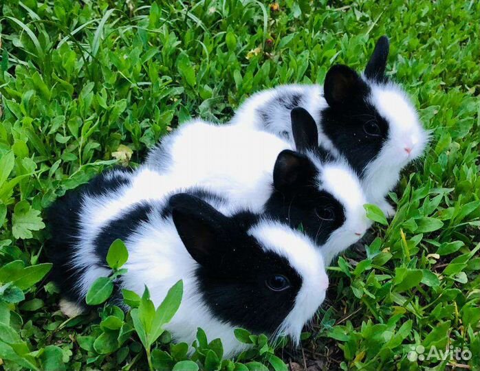 Мини карликовые крольчата