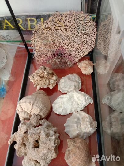 Кораллы раковины и камни для аквариума