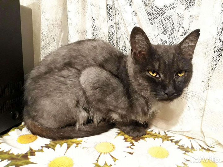 Кошка Лейла, стерильная