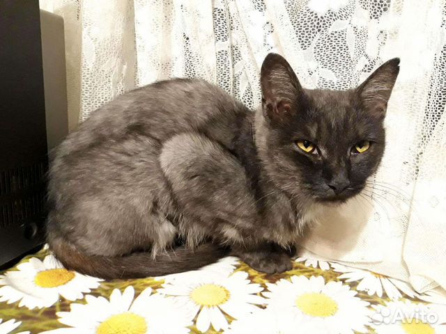 Кошка Лейла, стерильная