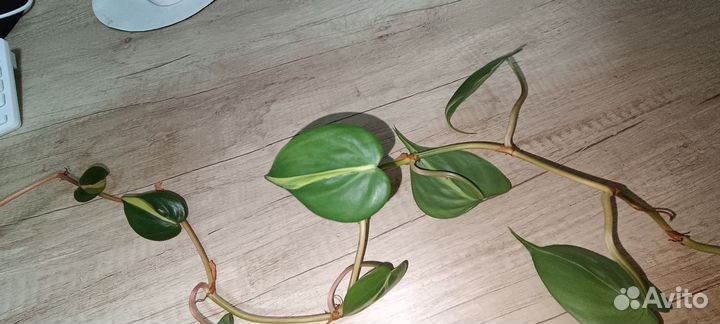 Сциндапсусы и филодендрон