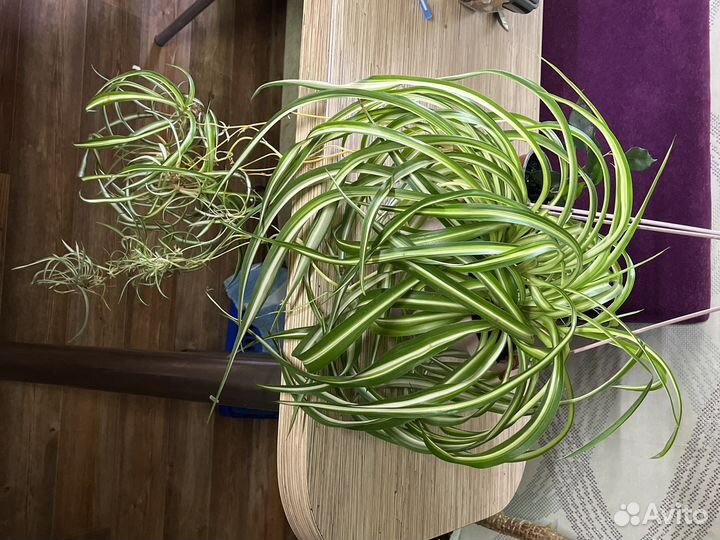 Фикус бенджамина и хлорофитум бонни