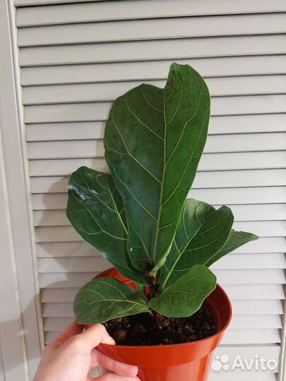 Комнатные растения