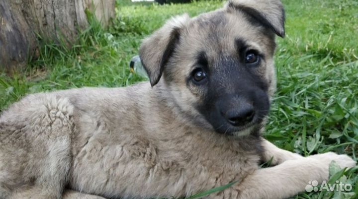 Щенок девчонка