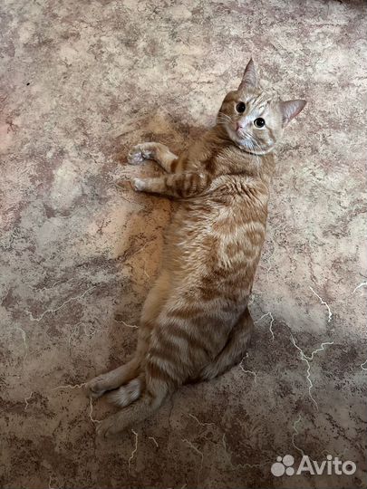 Добрый котик