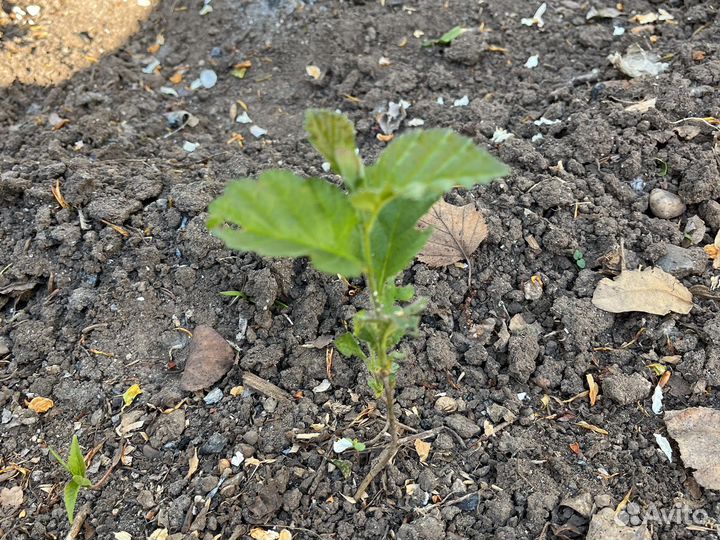 Саженцы боярышника