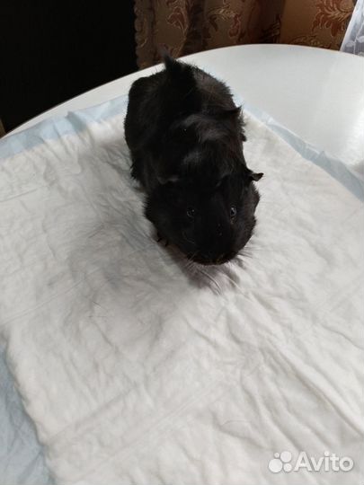 Морские свинки