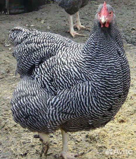 Цыплята Плимутрок Полосатый