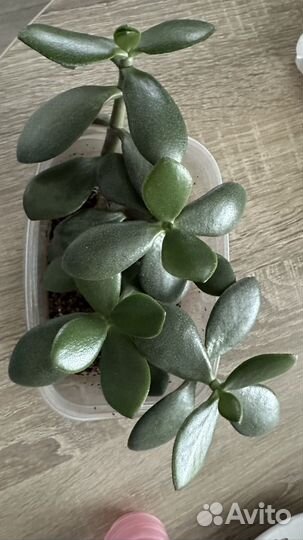 Крассула толстянка