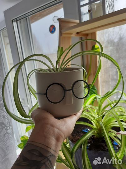 Хлорофитум кудрявый в горшке