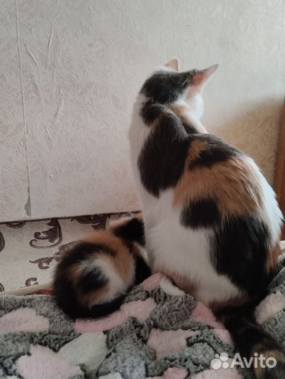 Котята в добрые руки бесплатно