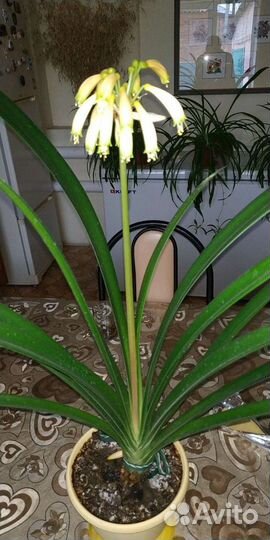 Кливия Гардена жёлтая