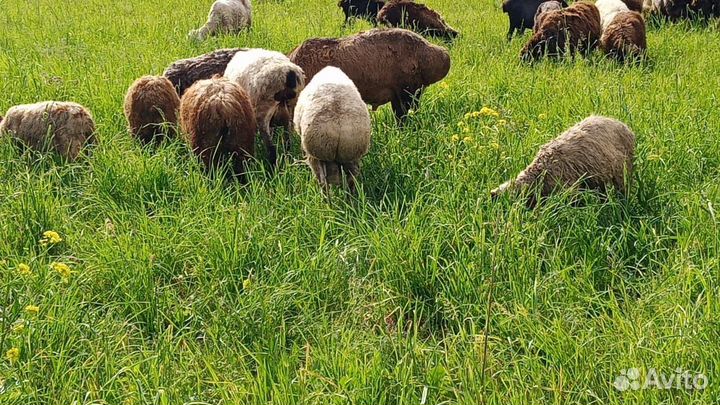 Курдючные бараны