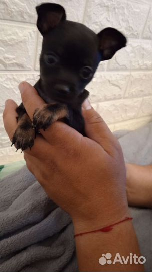 Мини той-терьер