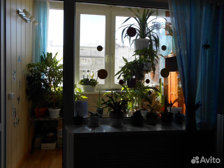 Комнатные цветы