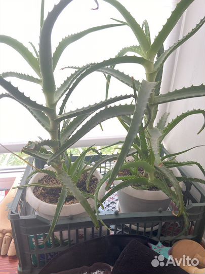 Цветок алоэ вера лечебный