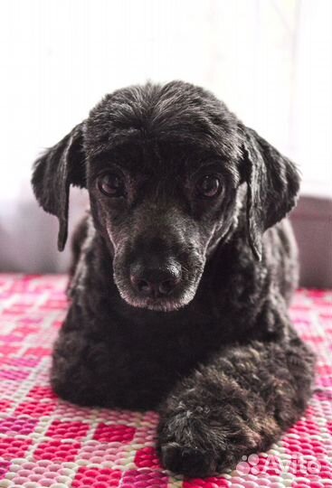 Стрижка собак - Груминг