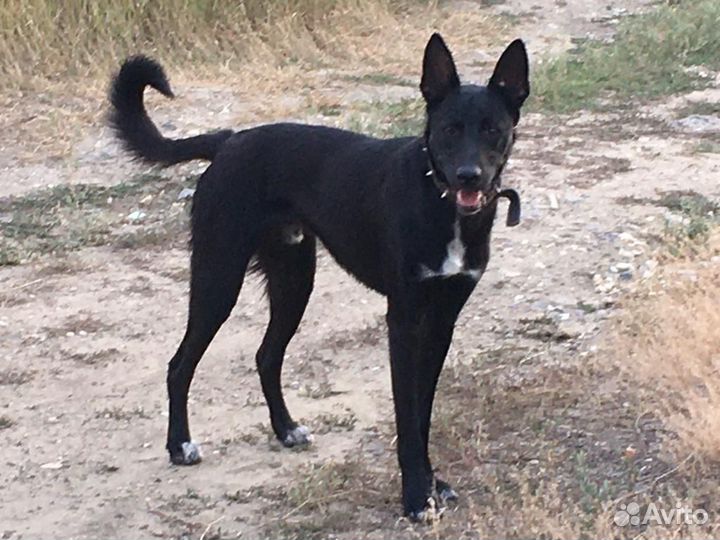 Найдена собака