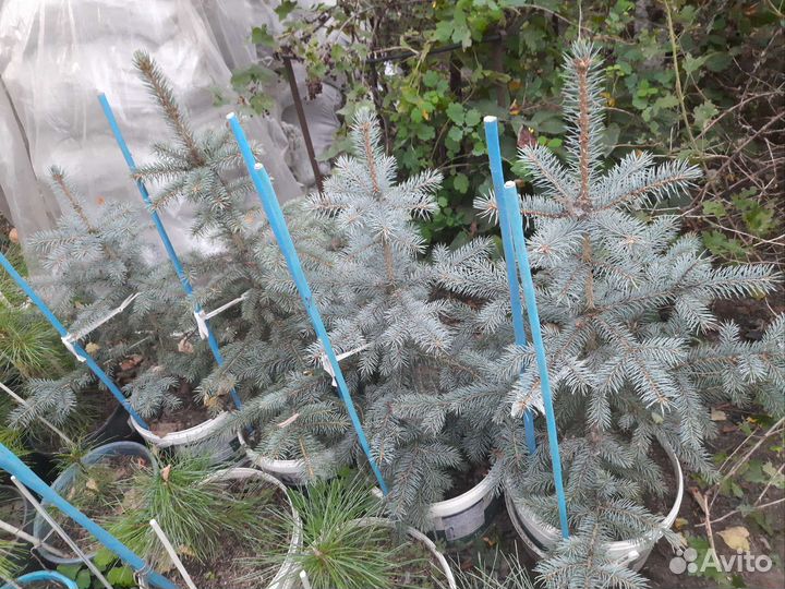 Ель колючая