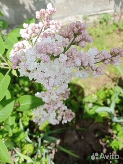 Цветы сирень на букет