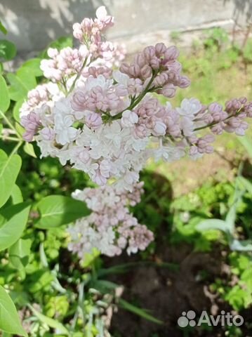 Цветы сирень на букет