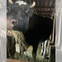 Корова стельная дойная